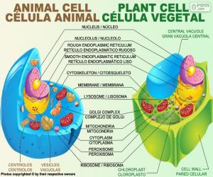 Puzzle Ζωικά και φυτικά κύτταρα